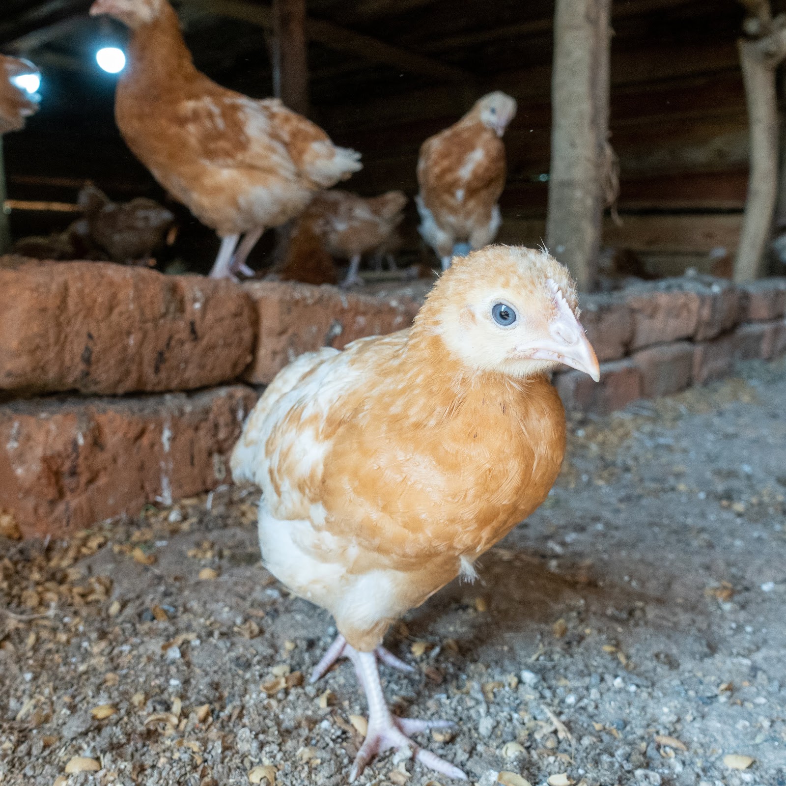 See Chicken chicken – SeeeMe